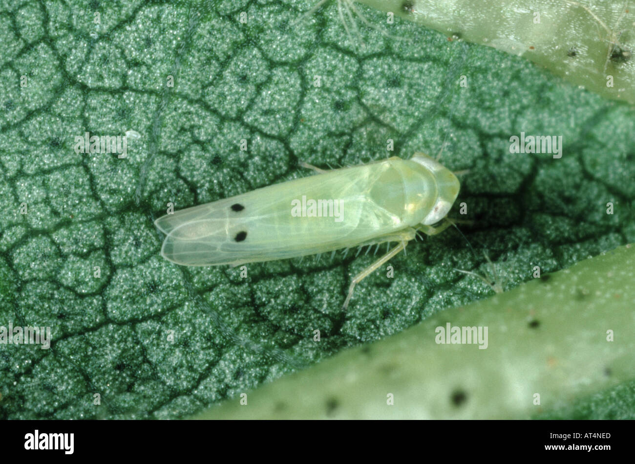 Cotton jassid Empoasca sp on cotton leaf Stock Photo