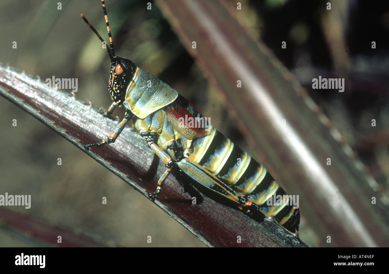 Elegant Grasshopper Zonocerus elegans flightless adult on a leaf Stock Photo