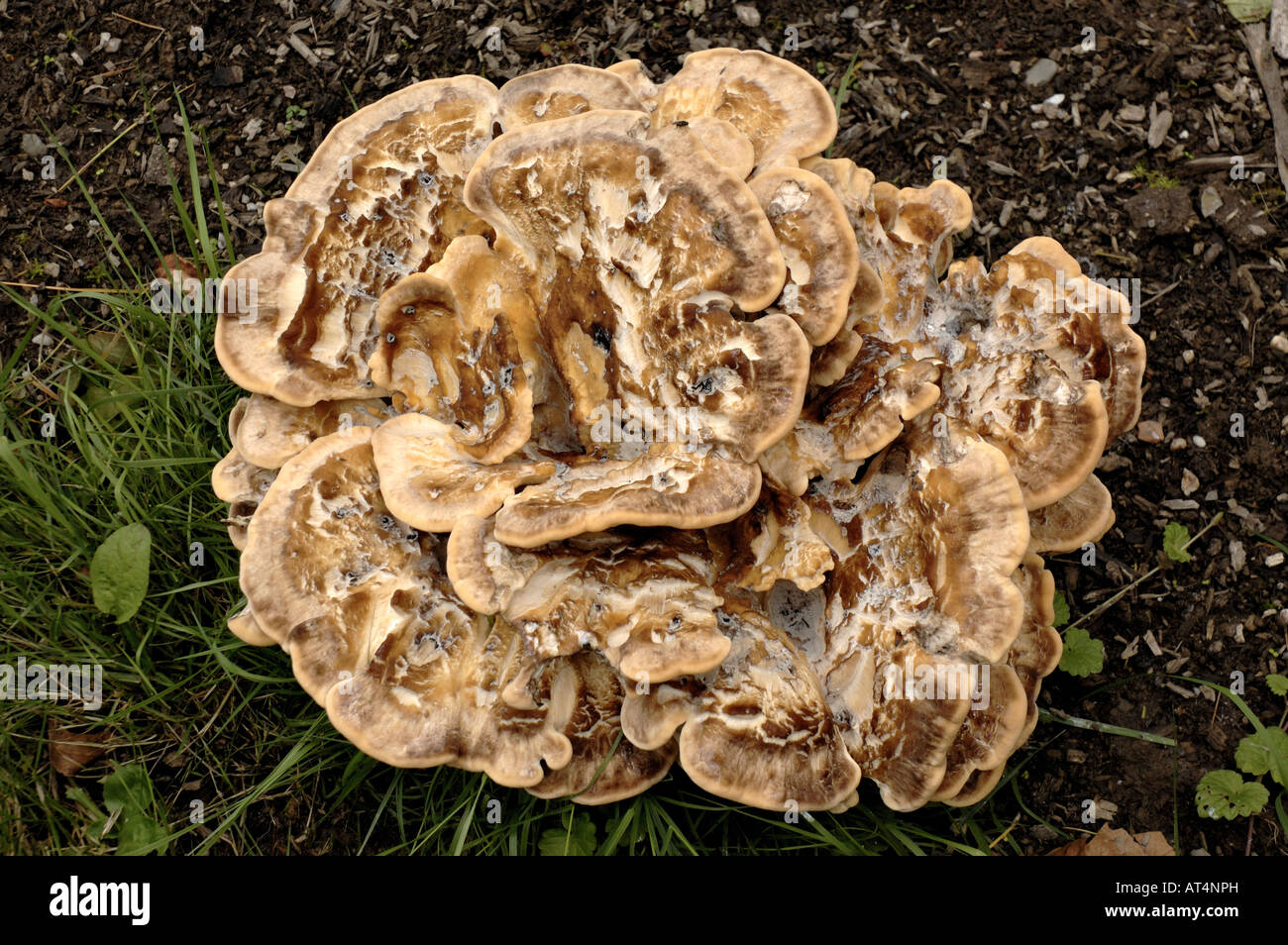 Hen of the woods Fungus (Grifola frondosa) growing in park in Düsseldorf, Germany. Stock Photo