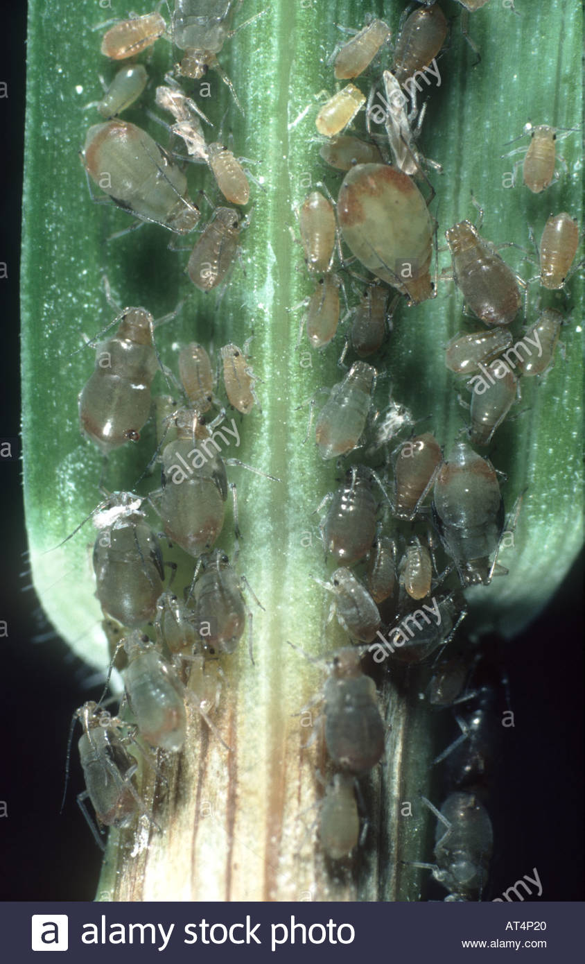 Rhopalosiphum Padi Stock Photos & Rhopalosiphum Padi Stock Images - Alamy