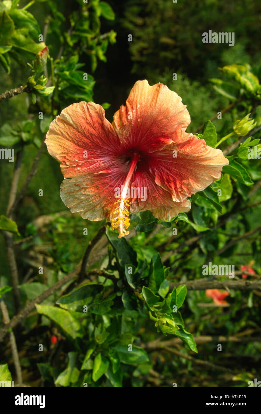 Guatemala Hibiscus Flower Stock Photo Alamy