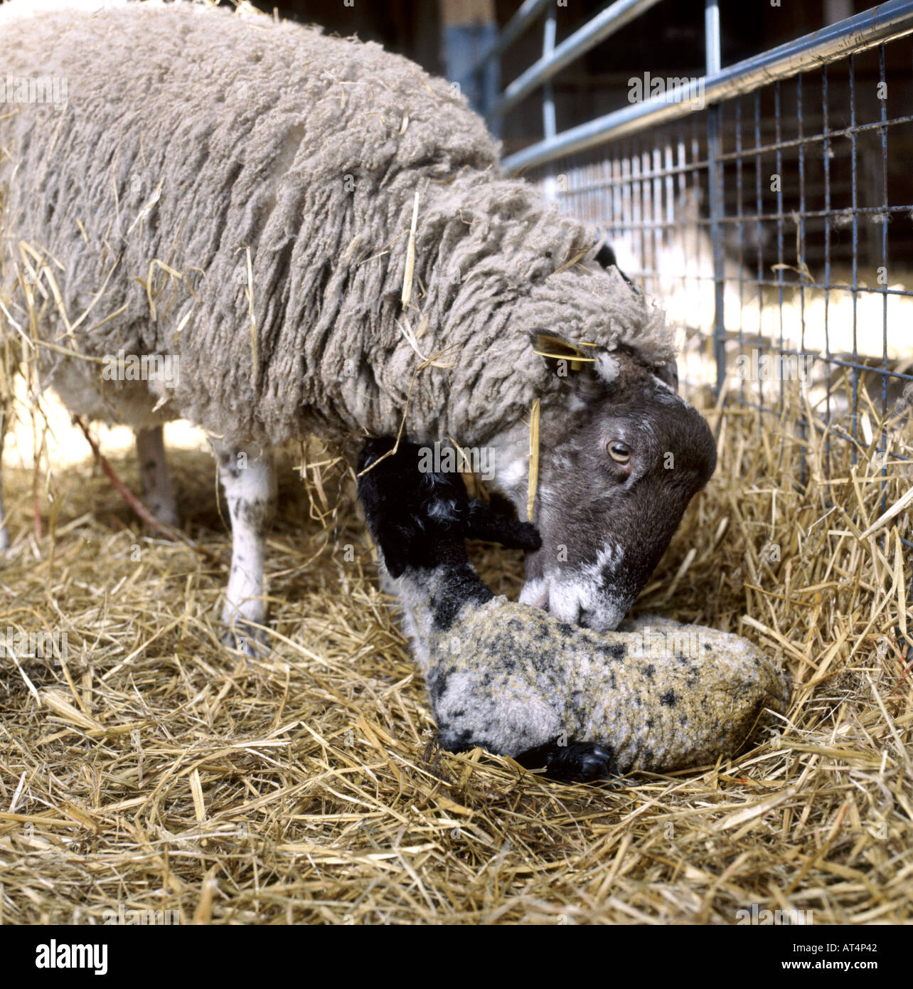 Sheep cleaning new born Suffolk cross lamb in pen with straw on ground