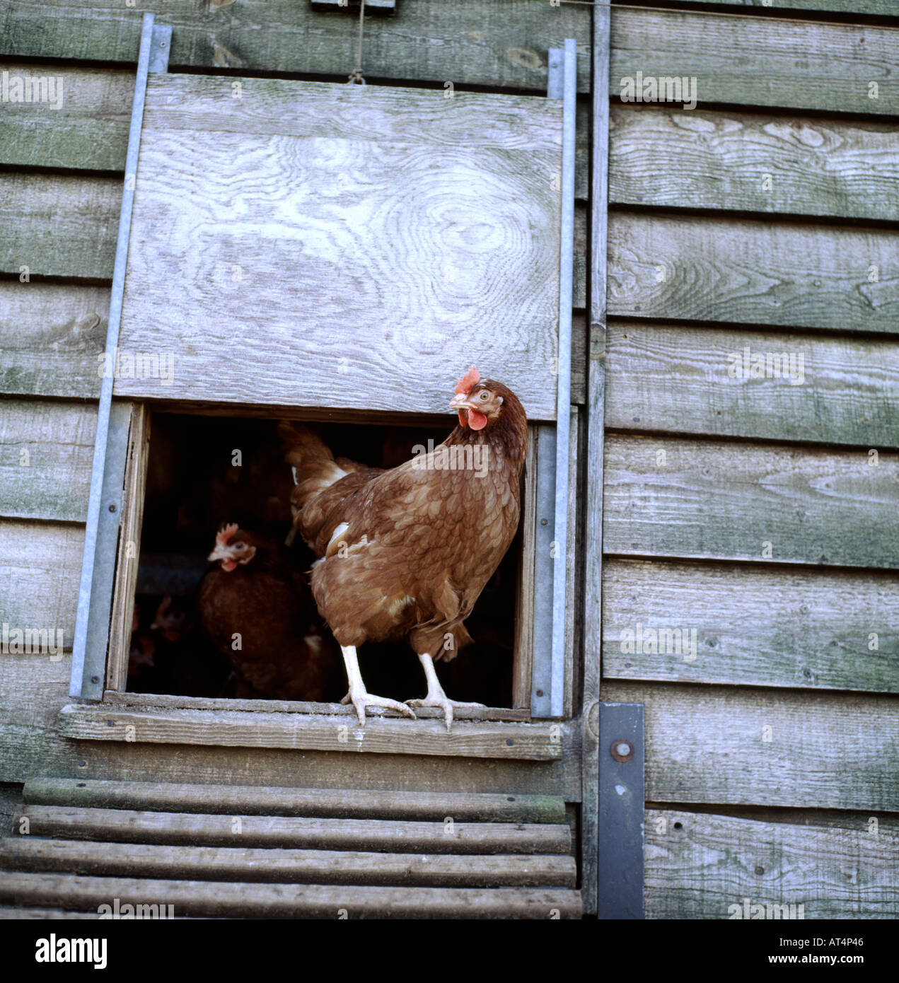 Warren hen at door to large free range chicken unit Stock Photo