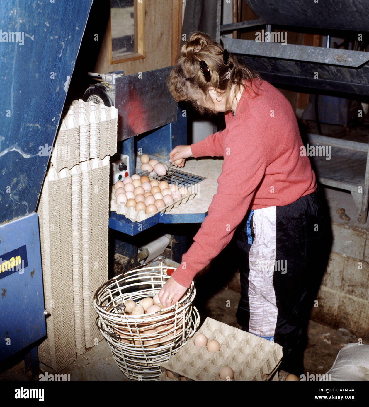 Woman collecting eggs from conveyor putting into egg trays Free range unit Stock Photo