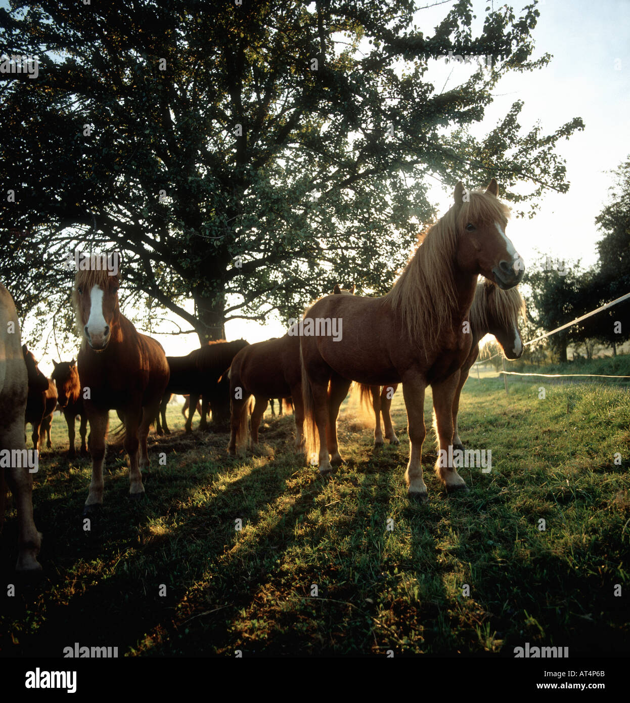 Icelandic horses in the early morning sunshine neat Ettlingen in the Black Forest Germany Stock Photo