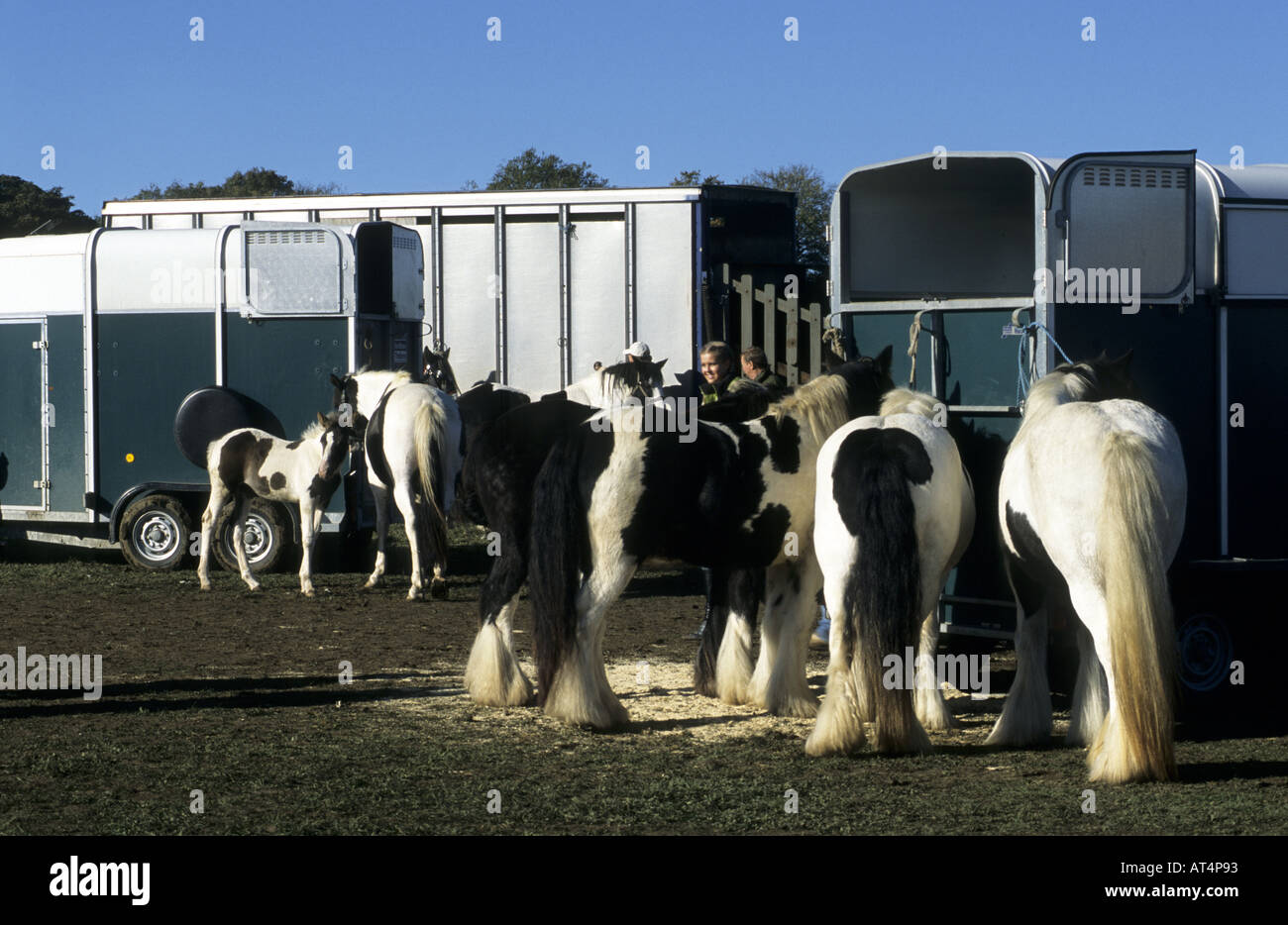 Horses at Stow Horse Fair, StowontheWold, Gloucestershire, England