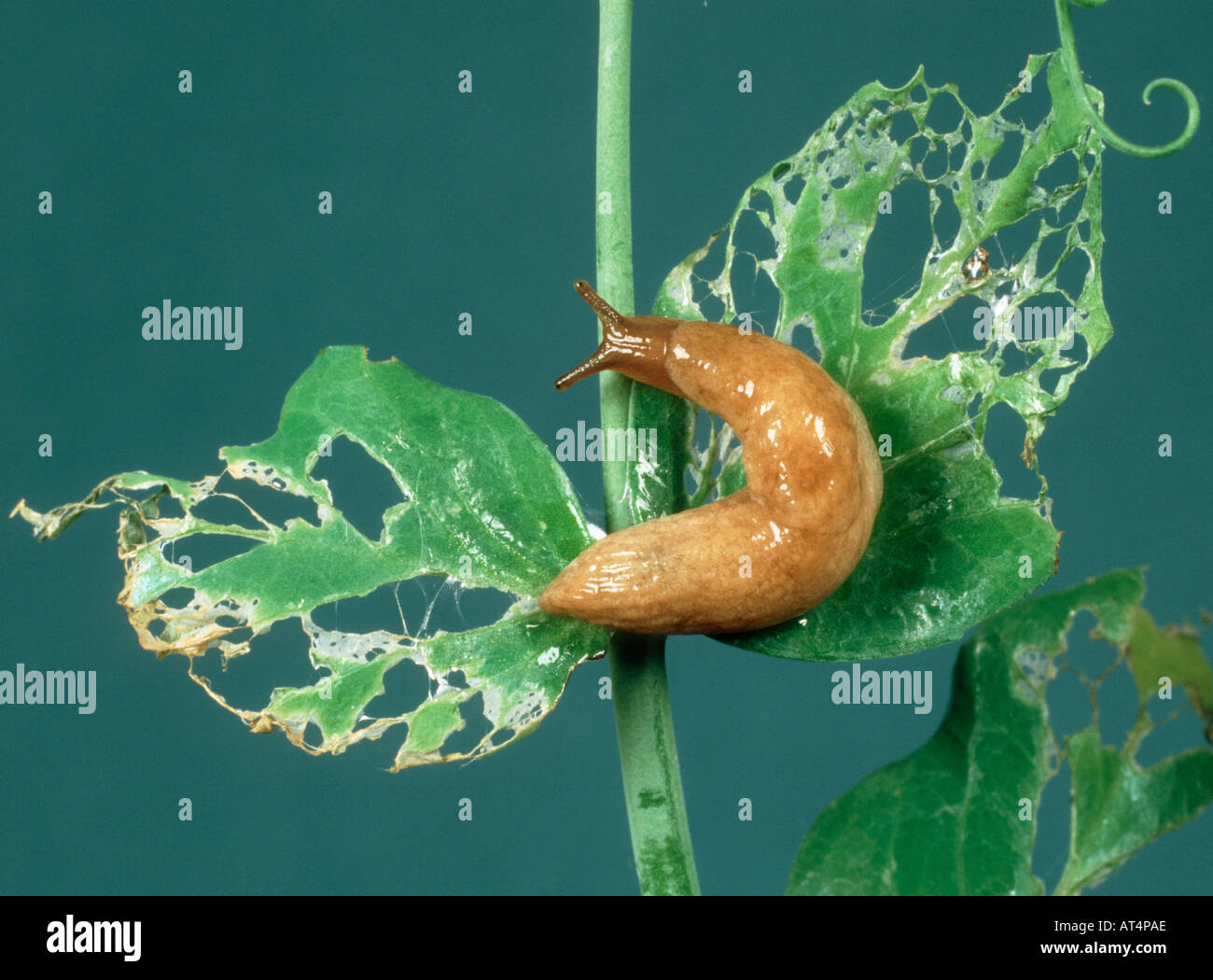 Field slug Deroceras sp on severely damaged pea leaf Stock Photo