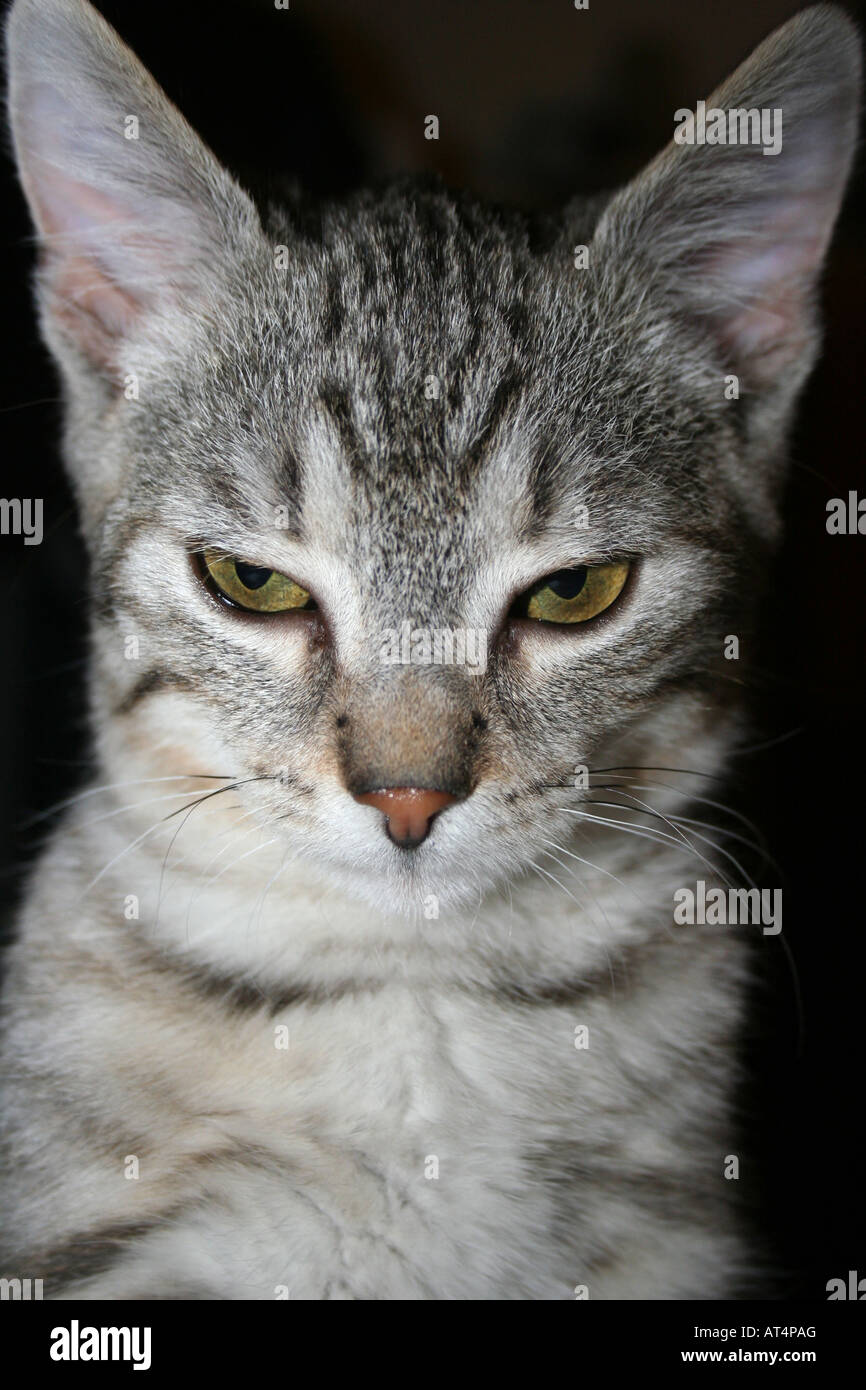 Village cat Stock Photo