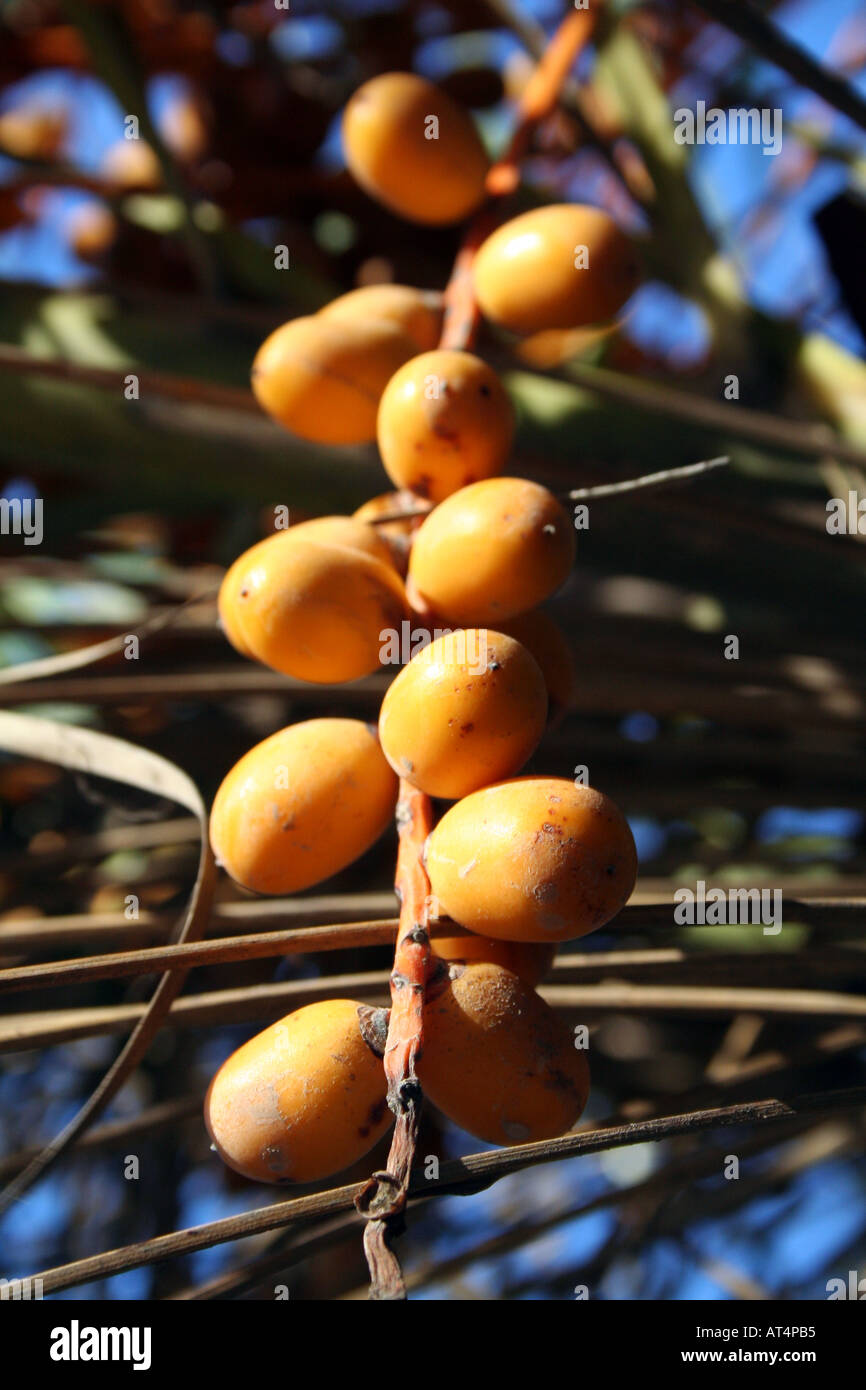 Single grape of yellow dates on a palm tree (Phoenix dactylifera). Stock Photo