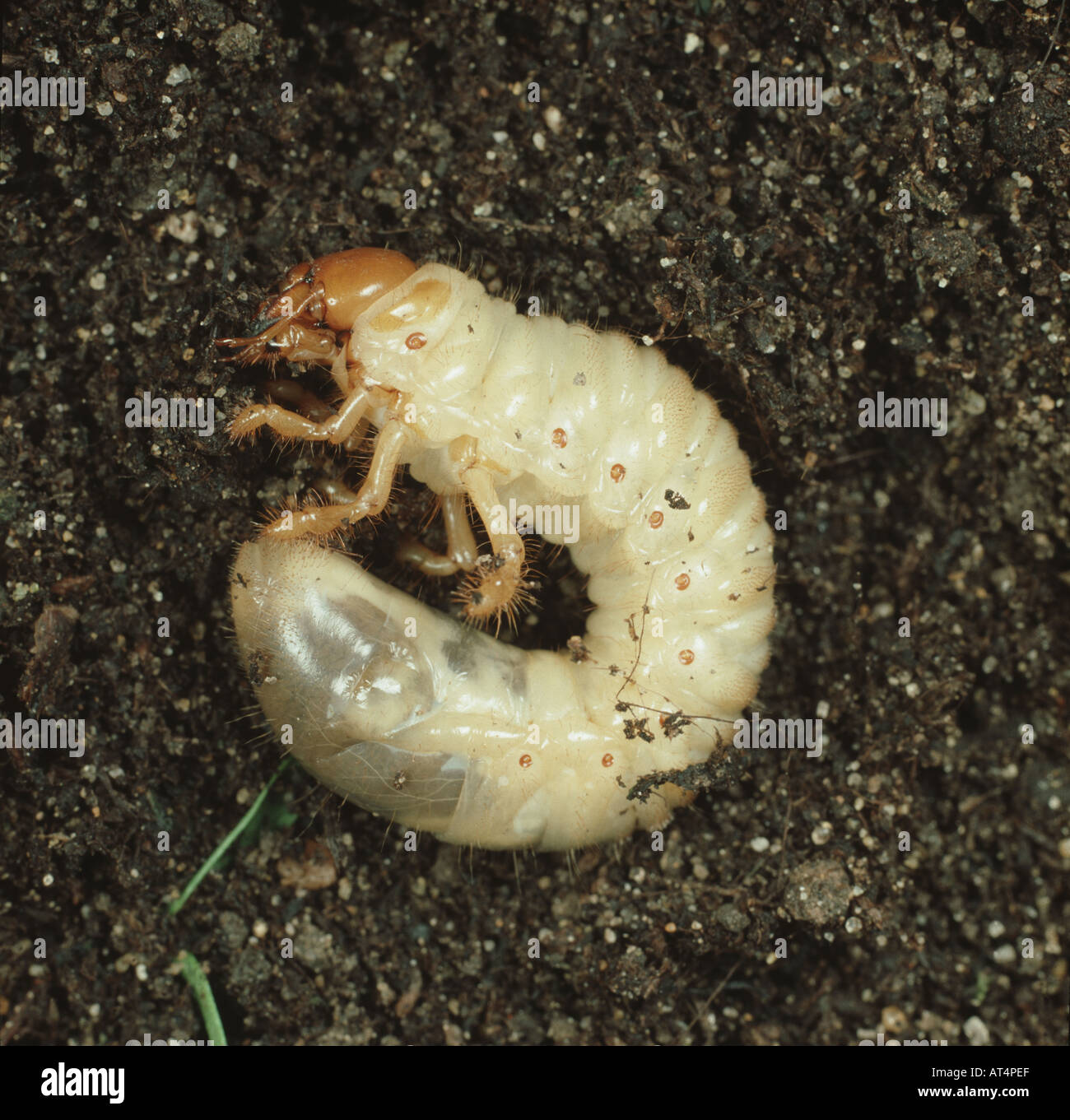 European cockchafer Melolontha melolontha larva grub on soil Stock Photo