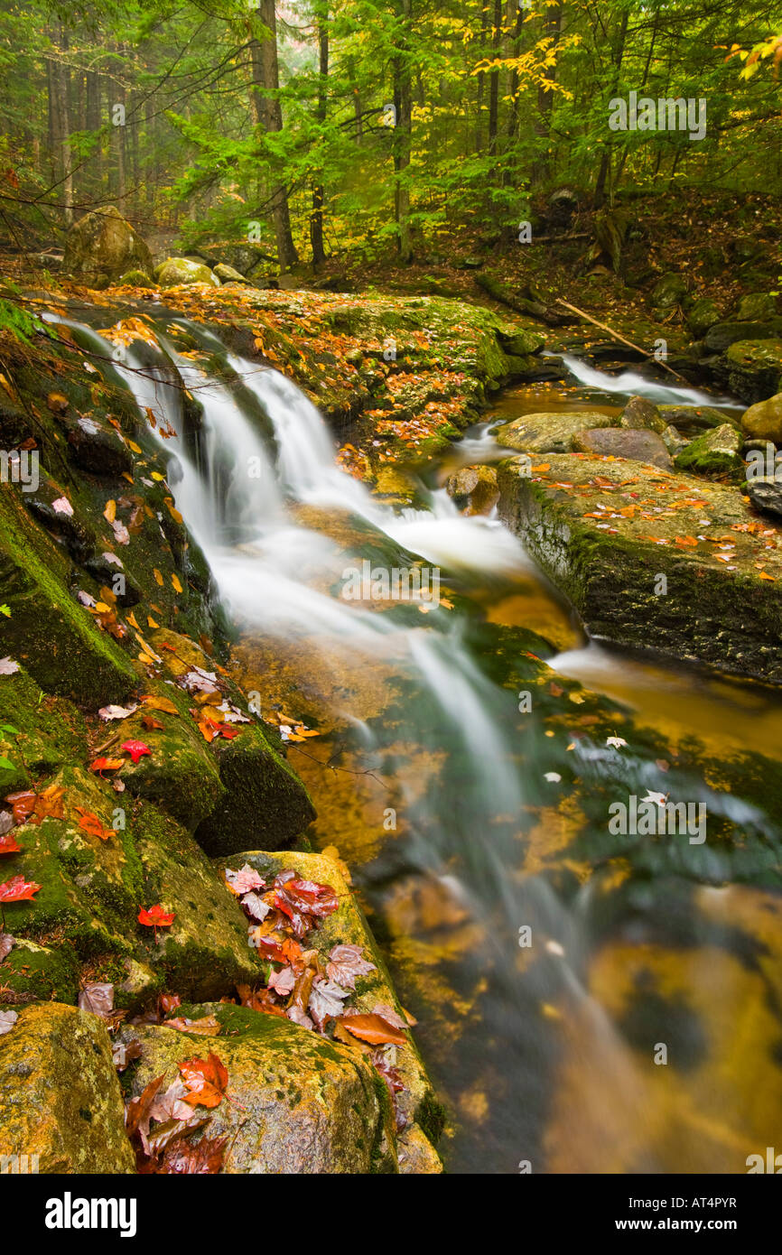 A tributary of the Baker River cascades through a hemlock forest in
