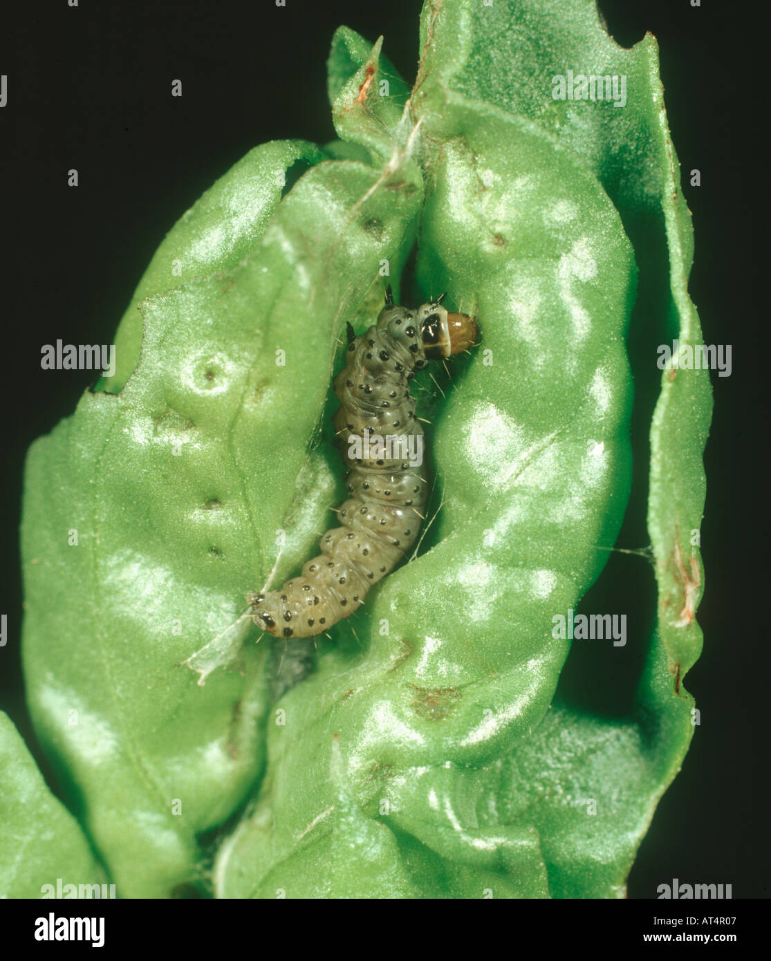 Flax tortrix moth Cnephasia asseclana caterpillar on bean leaf Vicia faba Stock Photo