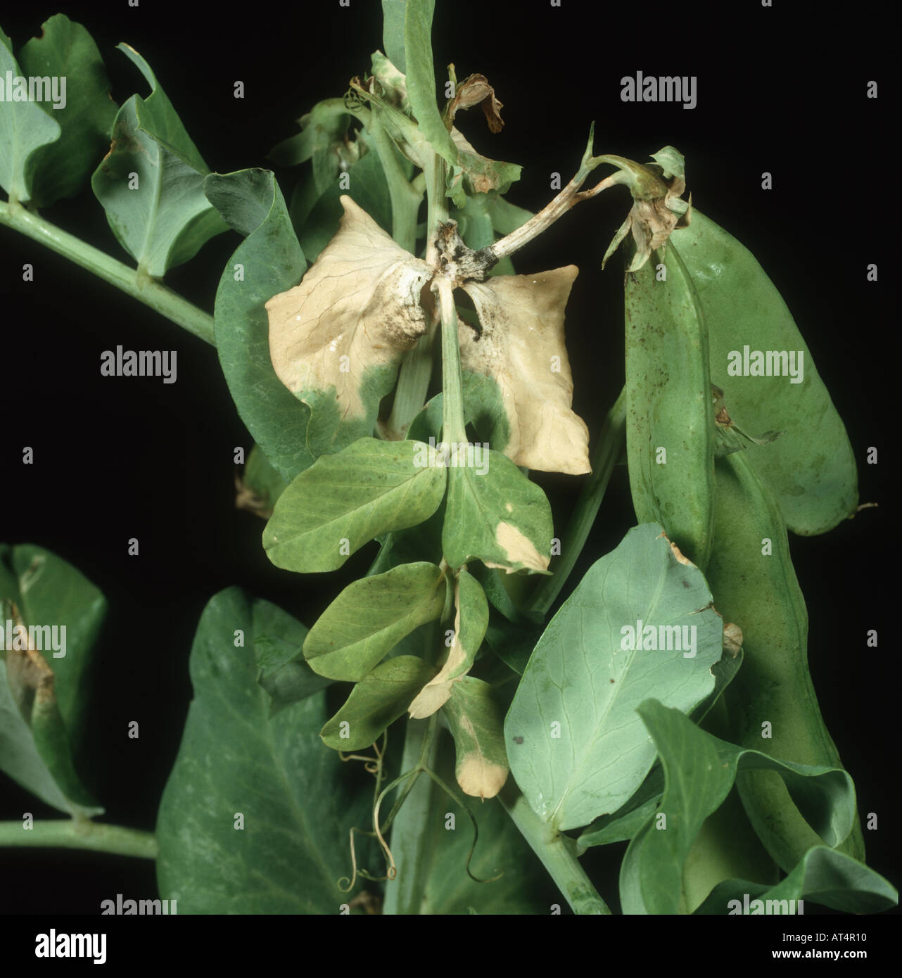 Grey mould Botrytis cinerea on pea plant in pod Stock Photo - Alamy