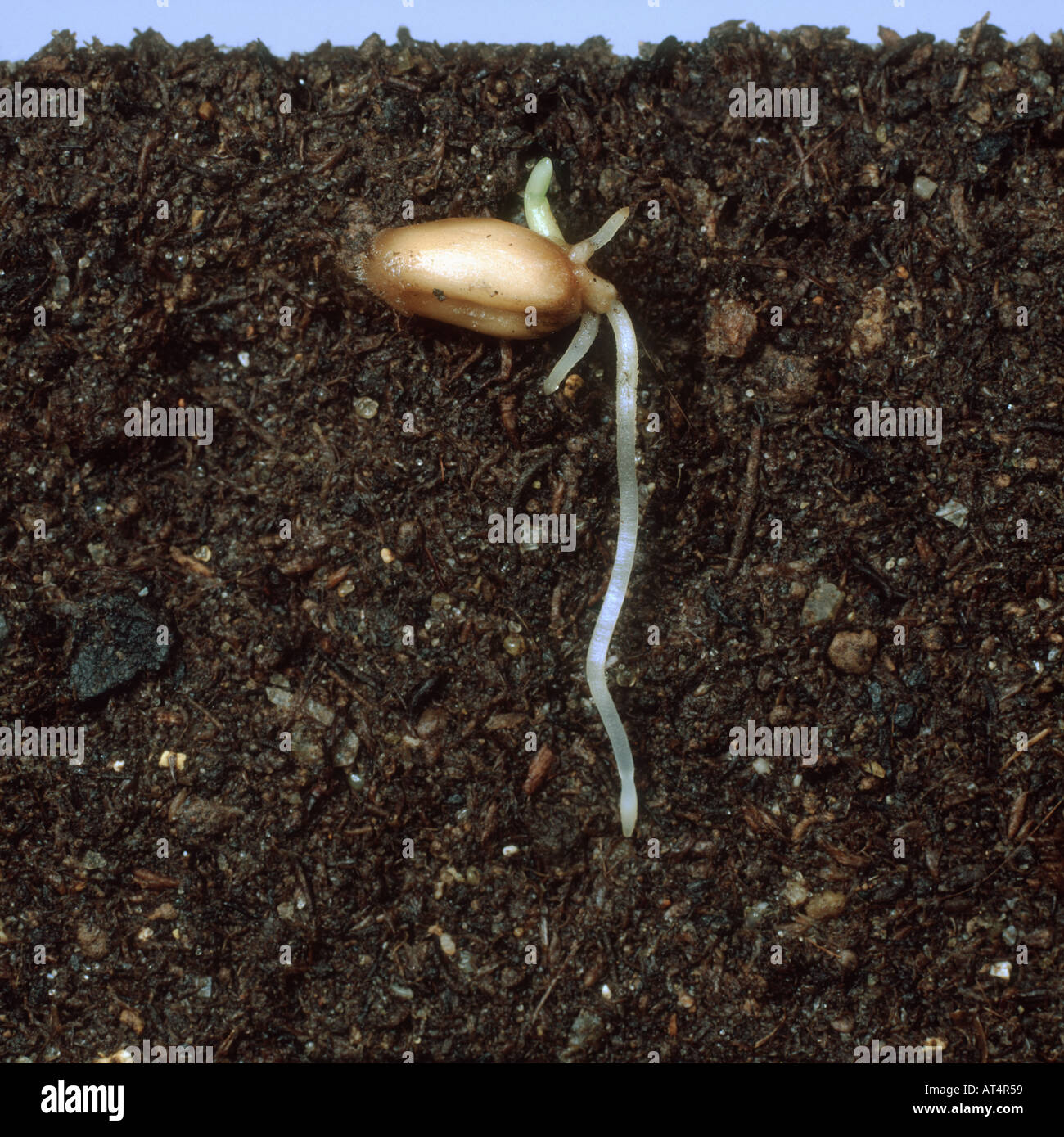 Germinating wheat seed with radicle well developed and coleoptile emerging Stock Photo