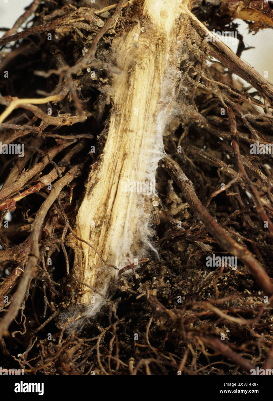 Root rot Phytophthora cinnamoni on the root of a dead Cupressus sp Stock Photo