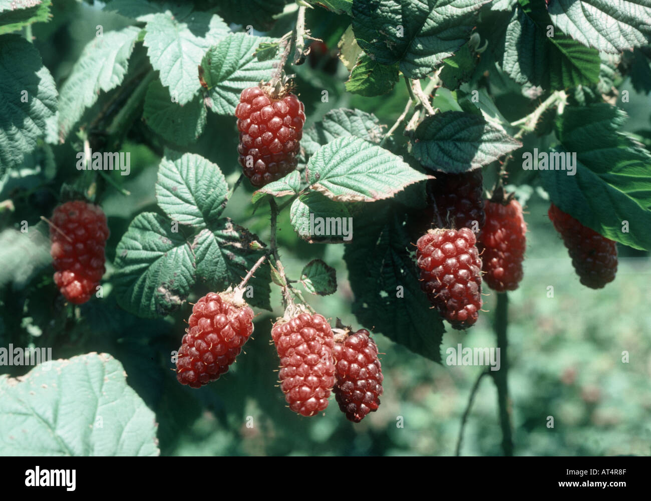 Tayberry Rubus fruti X R idaeus fruit on the plant Stock Photo