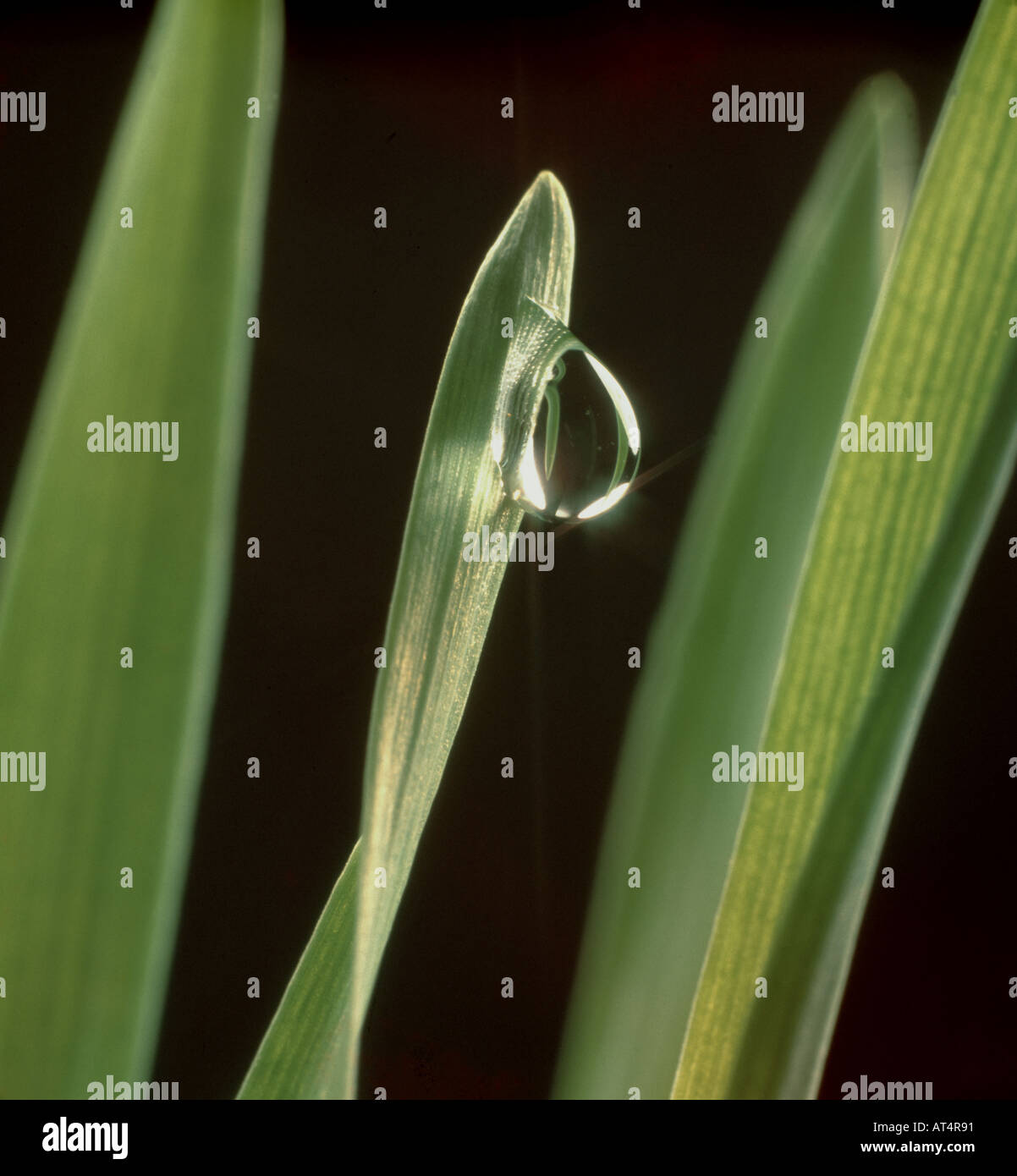 A droplet of water on a barley leaf Stock Photo