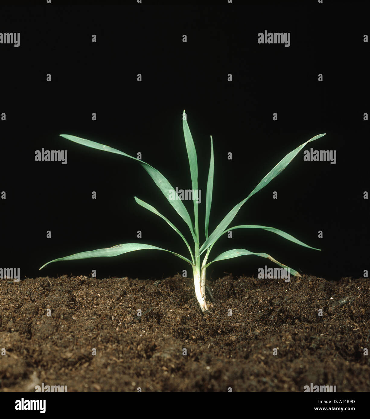 Individual wheat plant beginning to tiller Stock Photo