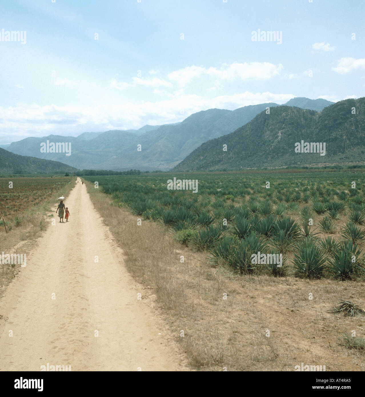View of extensive young sisal plantation with people walking on dust road Tanzania Stock Photo