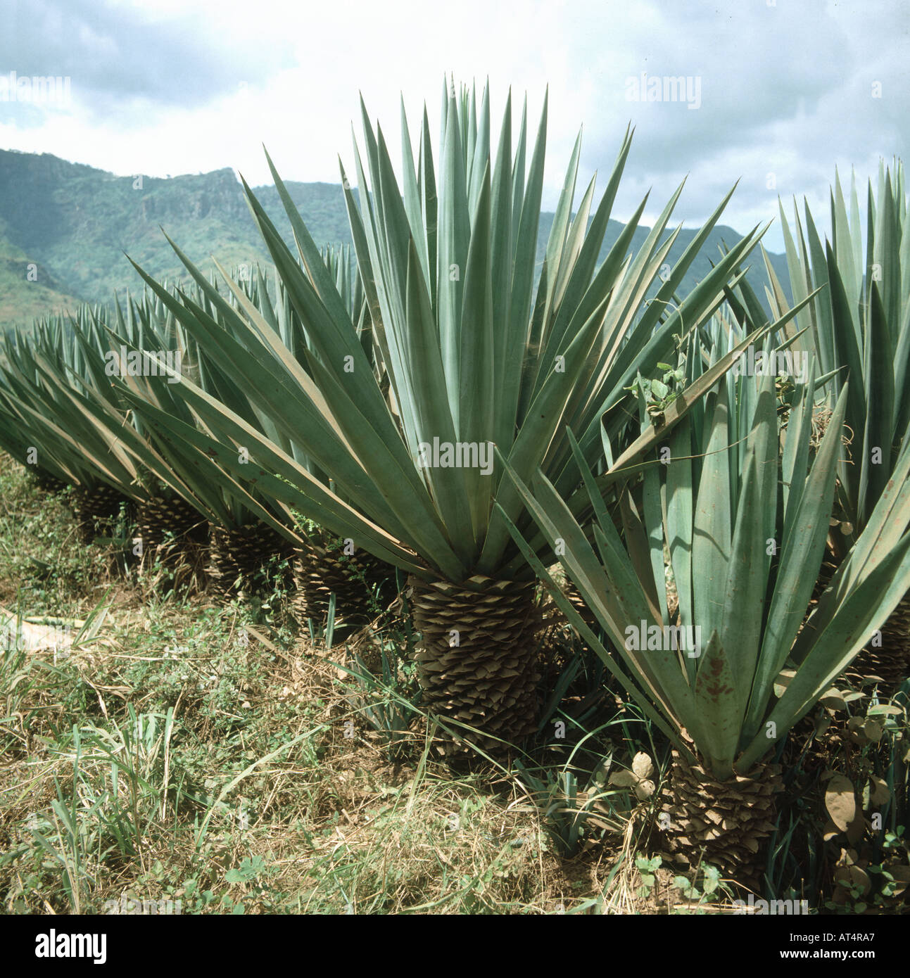 Mature sisal plants in a Tanzanian plantation Stock Photo