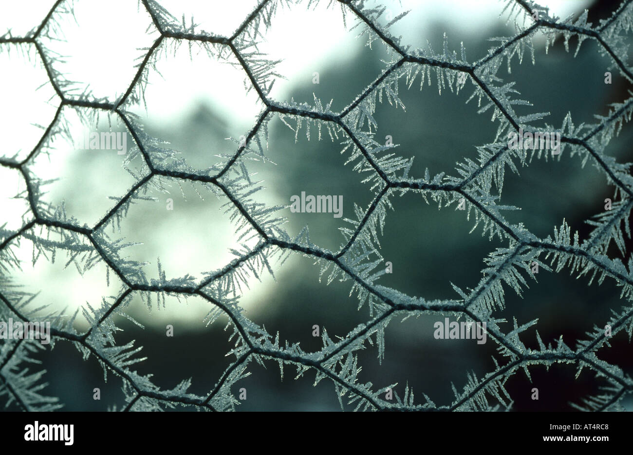 Hoar frost on chicken wire early on a winter morning Stock Photo