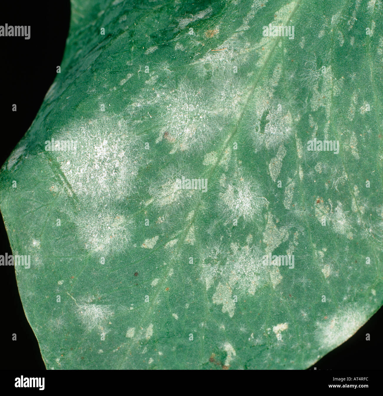 Powdery mildew (Erysiphe pisi) infection and mycelium on a pea leaf Stock Photo