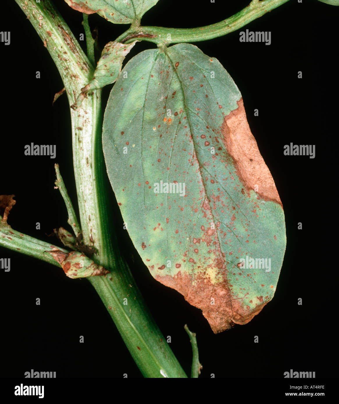 Old necrotic chocolate spot Botrytis fabae lesions on a bean leaf Stock Photo