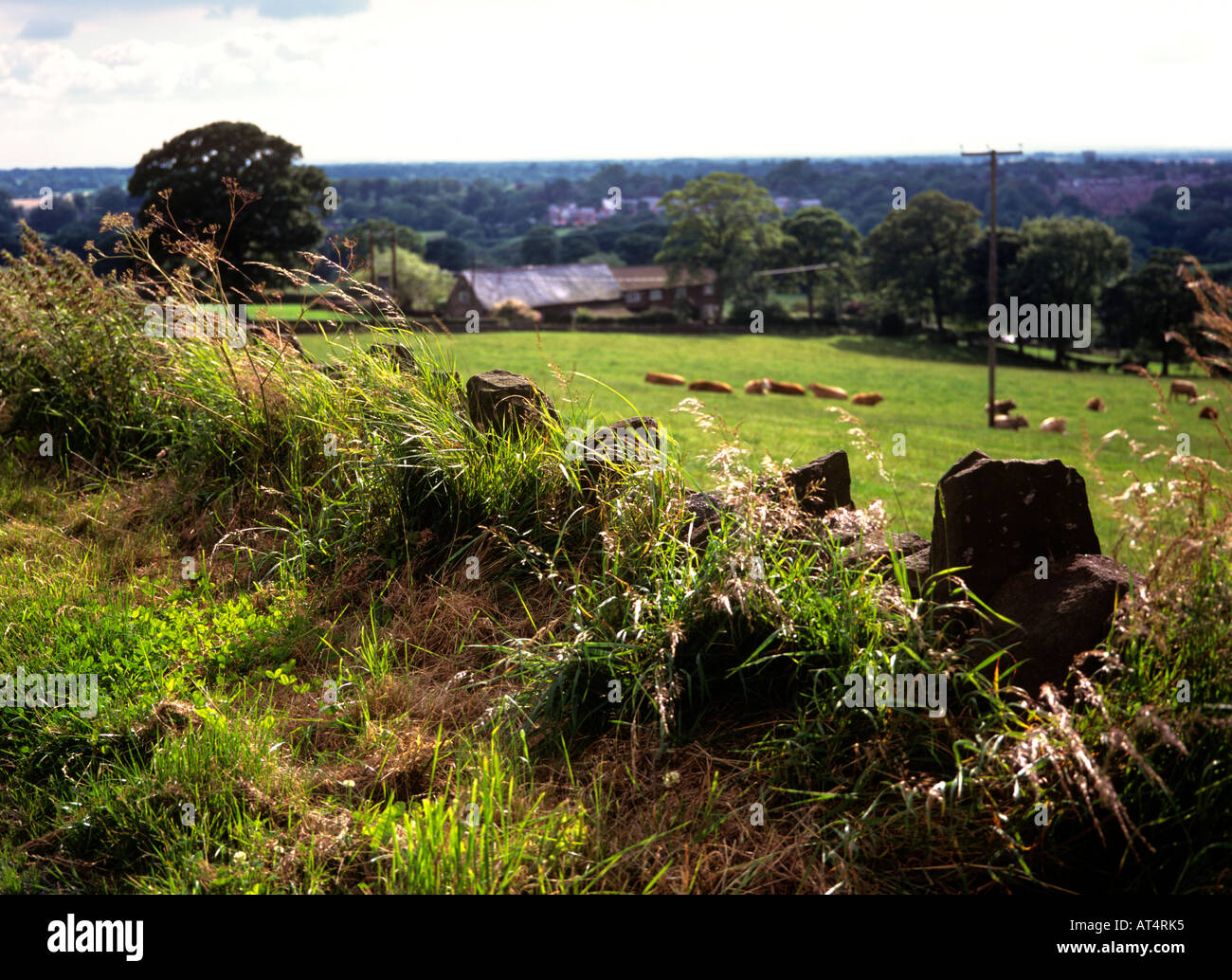 UK Cheshire Congleton view of Cheshire Plain and dairy farmland from Bosley Cloud Stock Photo