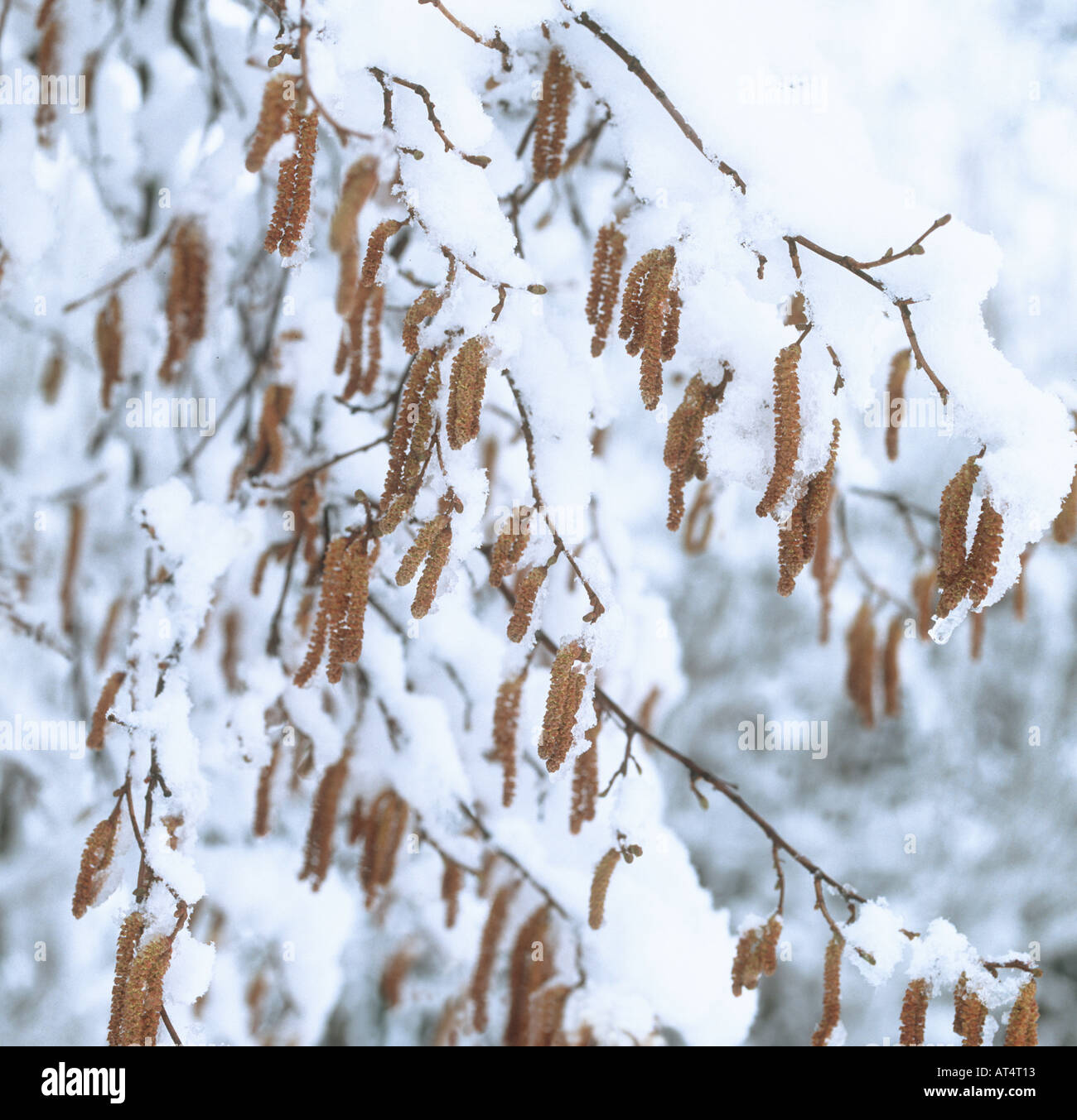 Hazel Corylus avellana catkins on snow covered tree in winter Stock Photo