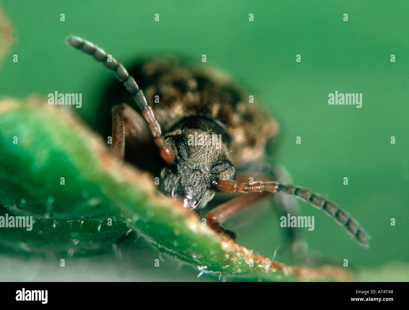 Bean seed beetle Bruchus rufimanus adult beetle head on Stock Photo