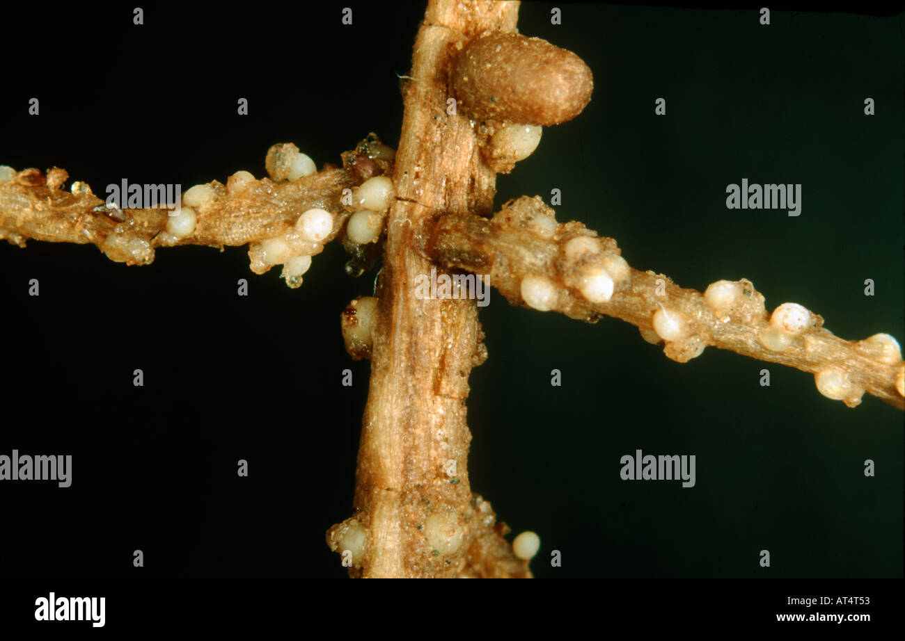Pea cyst nematodes PCN Heterodera gottingiana light coloured cysts on a pea root Stock Photo