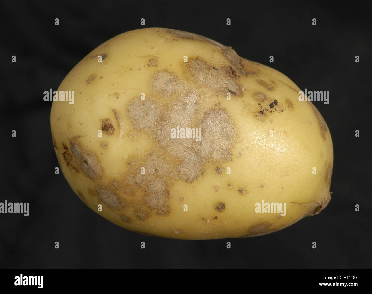 Silver scurf Helmintosporium solani infection evident on potato tuber Stock Photo