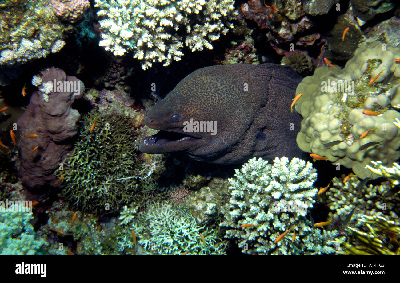 Egypt Red Sea Giant Moray Gymnothorax Sp with Cleaner Wrasse Labroides dimdiatus in mouth Stock Photo
