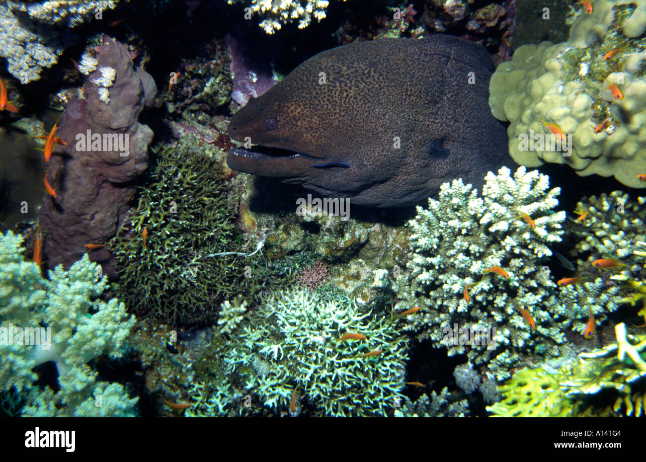 Egypt Red Sea Giant Moray Eel Gymnothorax Sp with Cleaner Wrasse Labroides dimdiatus cleaning mouth Stock Photo