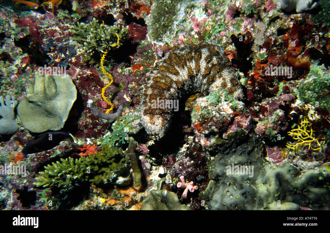 Maldives Underwater Sea Cucumber amongst mulicoloured sponges Stock Photo Alamy