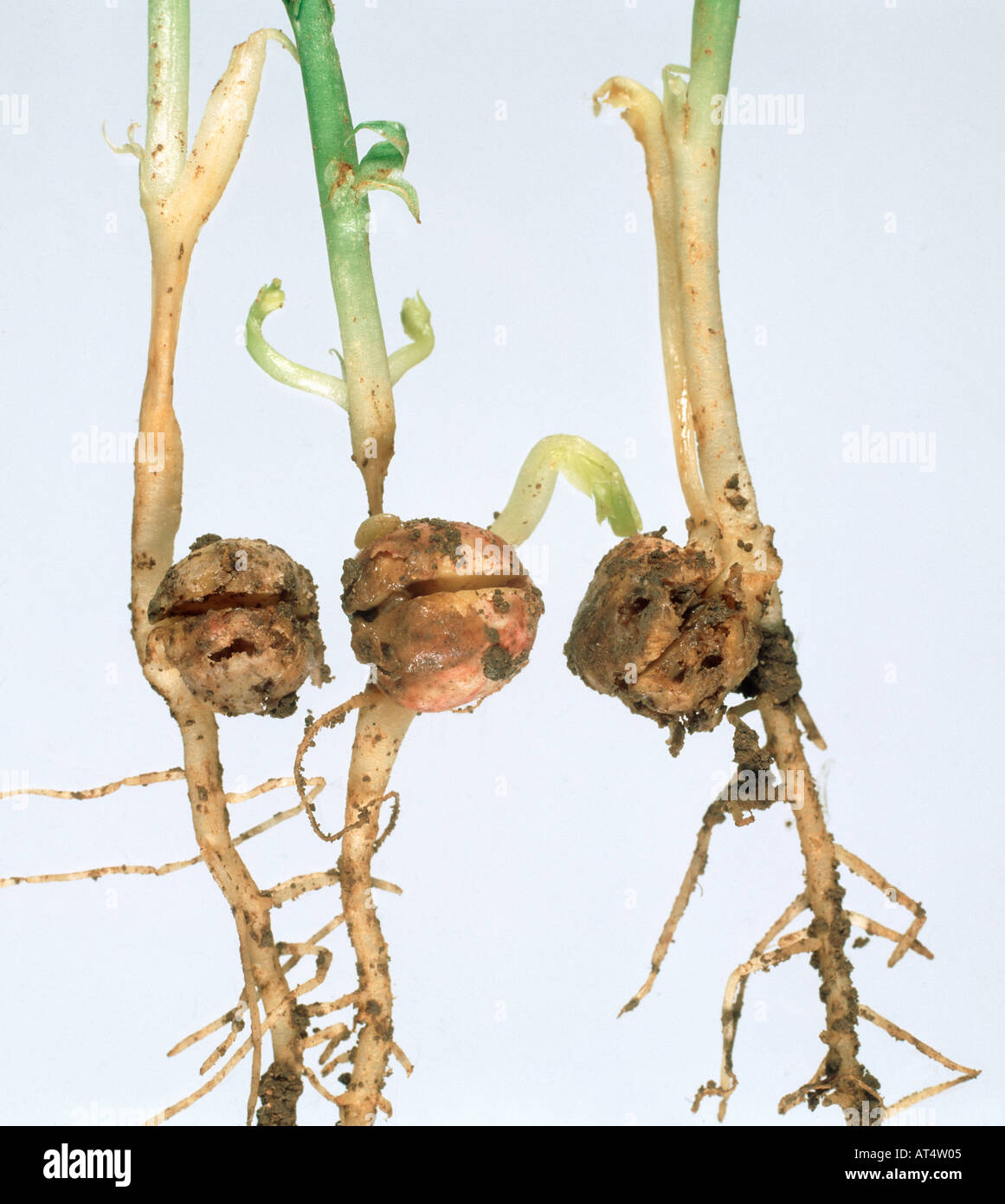 Bean seed fly Delia platura root damage to pea seedlings Stock Photo