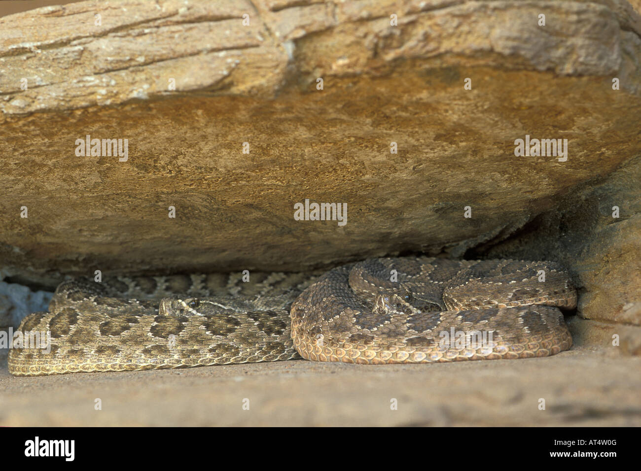 serpente a sonagli animali velenosi Bothrops atrox rettili ofidi serpenti New Mexico Nuovo Messico USA Americhe snake poisonous Stock Photo