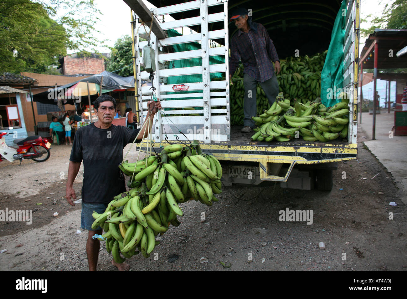 Bananas are wellknown export products of Colombia Stock Photo - Alamy