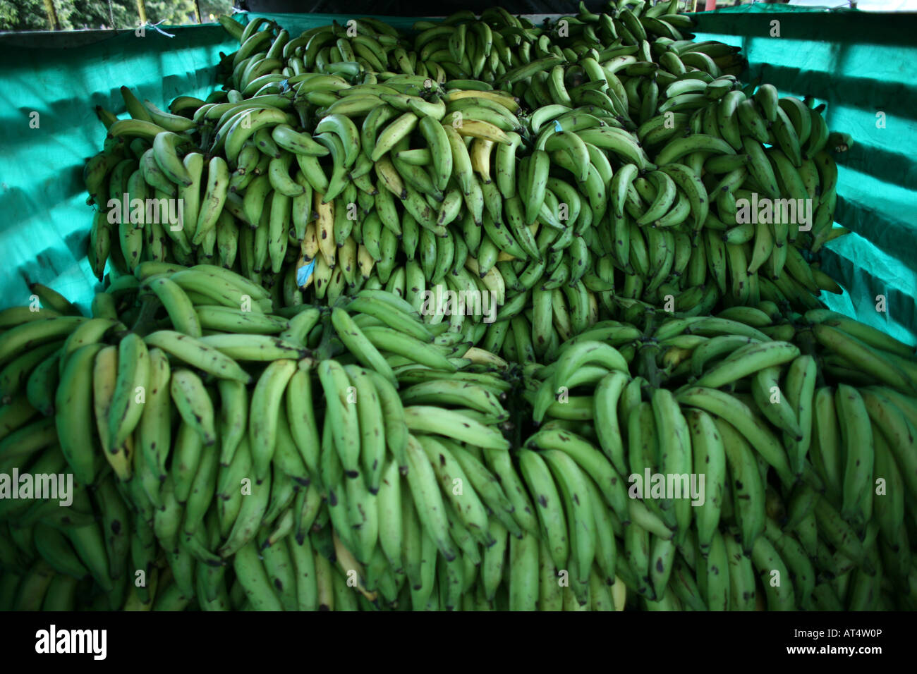 Bananas are wellknown export products of Colombia Stock Photo Alamy