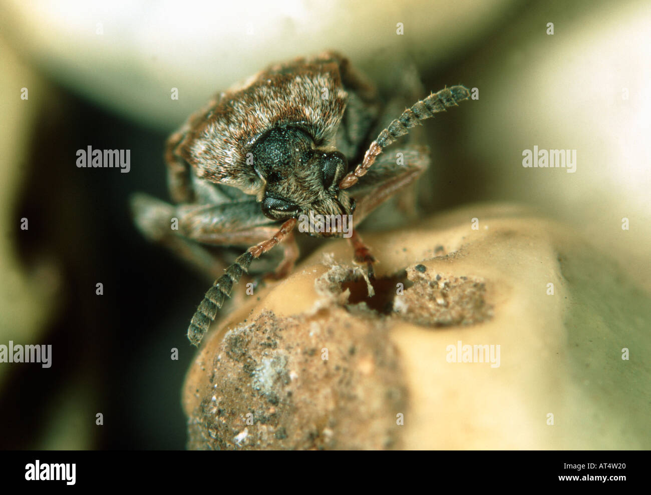 Pea seed beetle Bruchus pisorum adult on a damaged pea seed Stock Photo