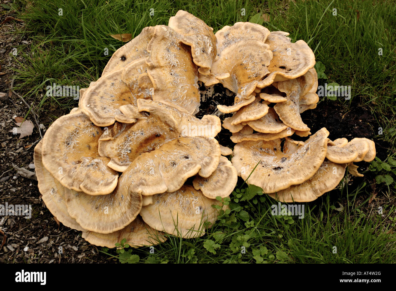 Hen of the woods Fungus (Grifola frondosa) growing in park in