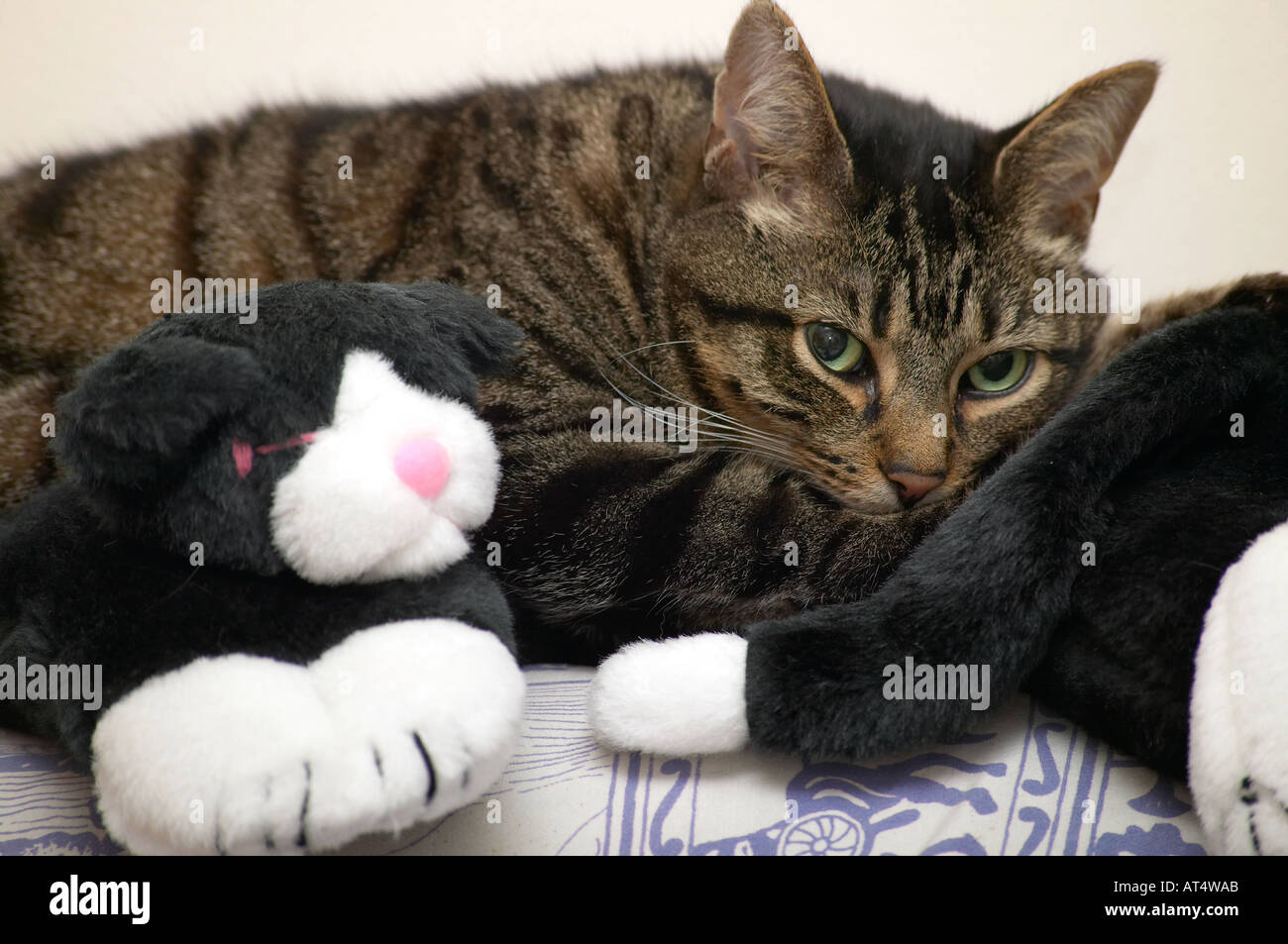 An adult male Mackerel Tabby cat lying down amongst his soft toys and looking at the camera Stock Photo