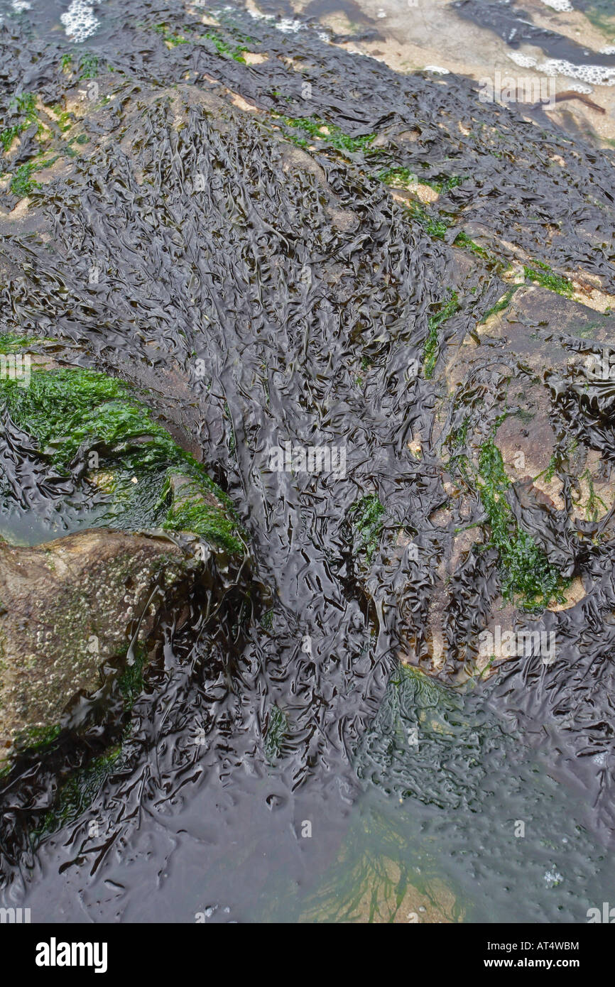 LAVABREAD SEAWEED GROWS ON ROCKS BETWEEN HIGH AND LOW TIDE Stock Photo