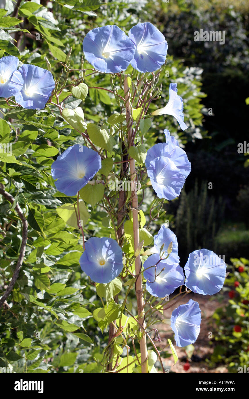 Ipomea tricolor Heavenly Blue Stock Photo