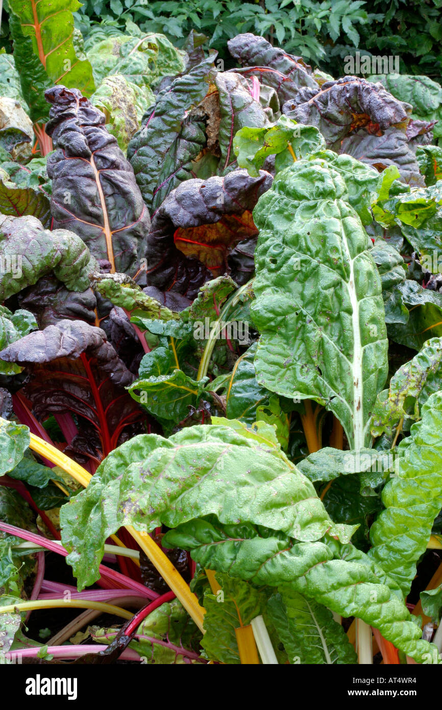 Leaf Beet spinach beet Bright Lights Stock Photo