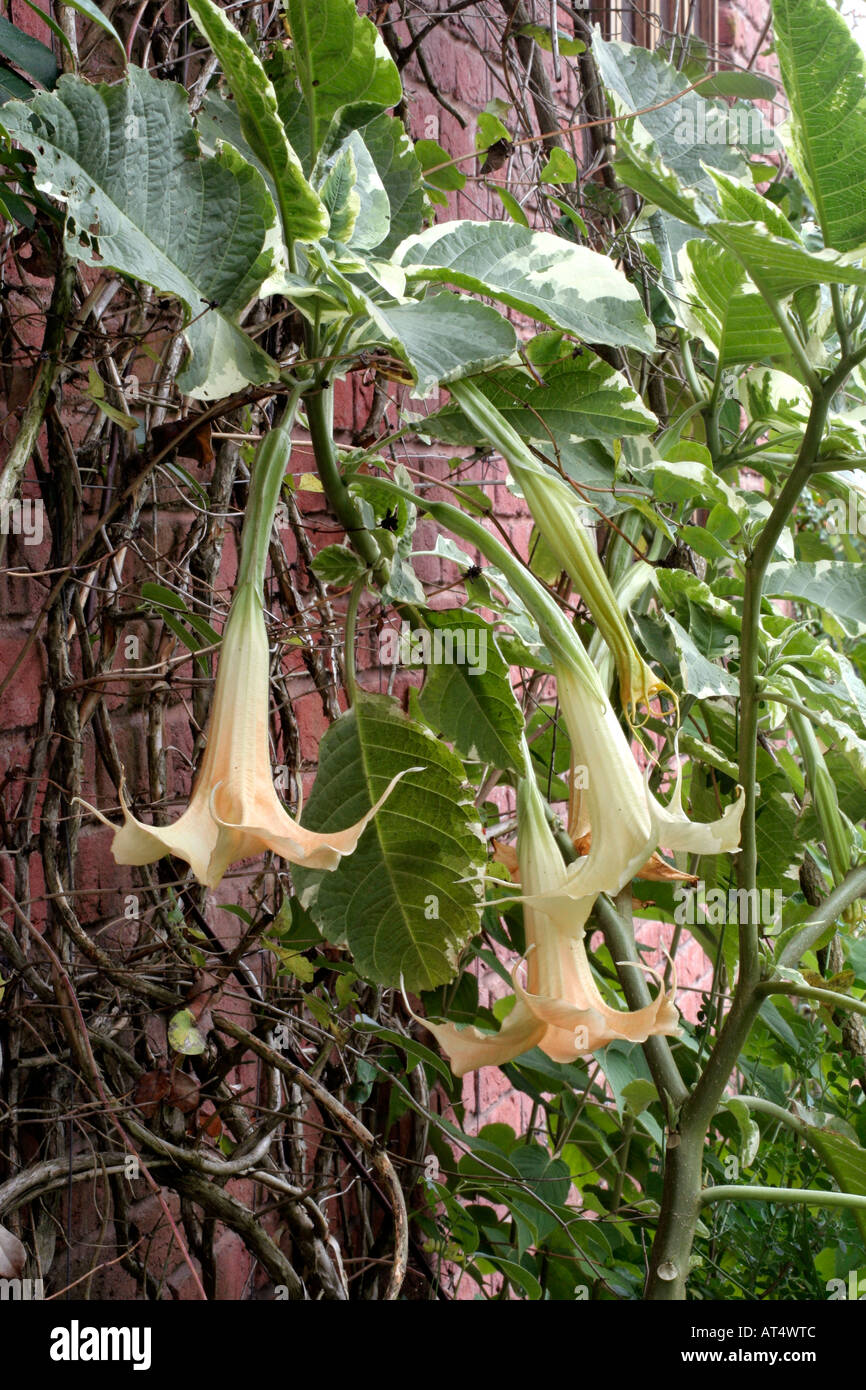 Brugmansia x candida variegata has night fragrant creamy trumpets in late summer and autumn Stock Photo