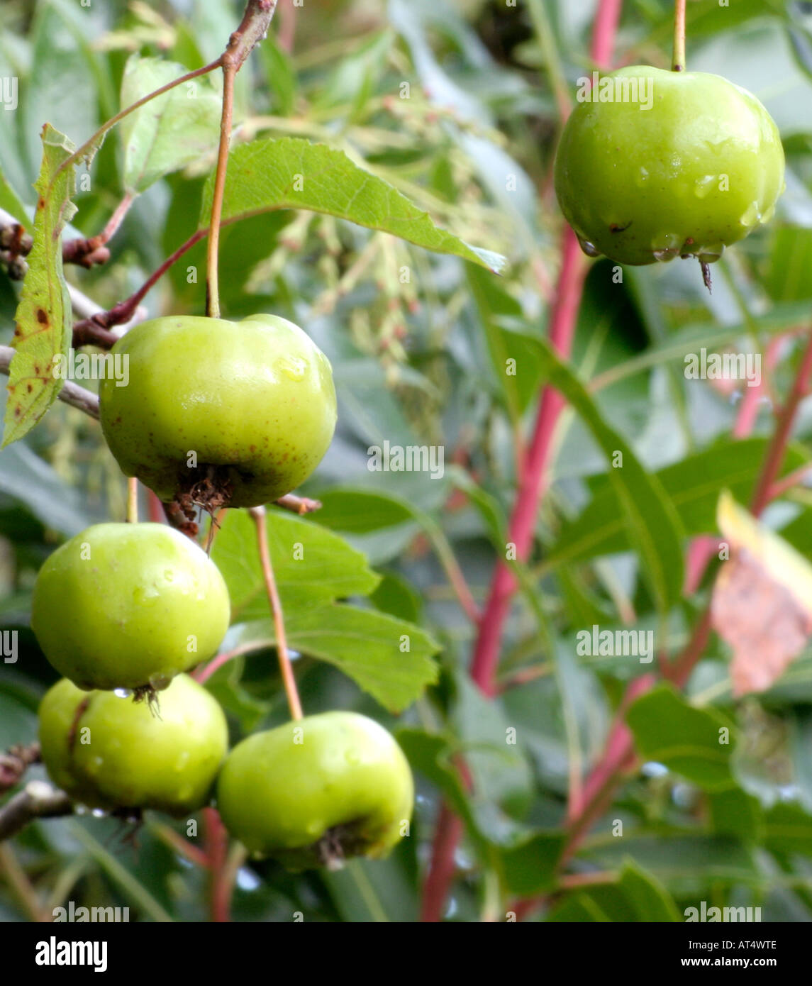 Malus coronaria Charlottae has plum sized hard green fruits in autumn Stock Photo