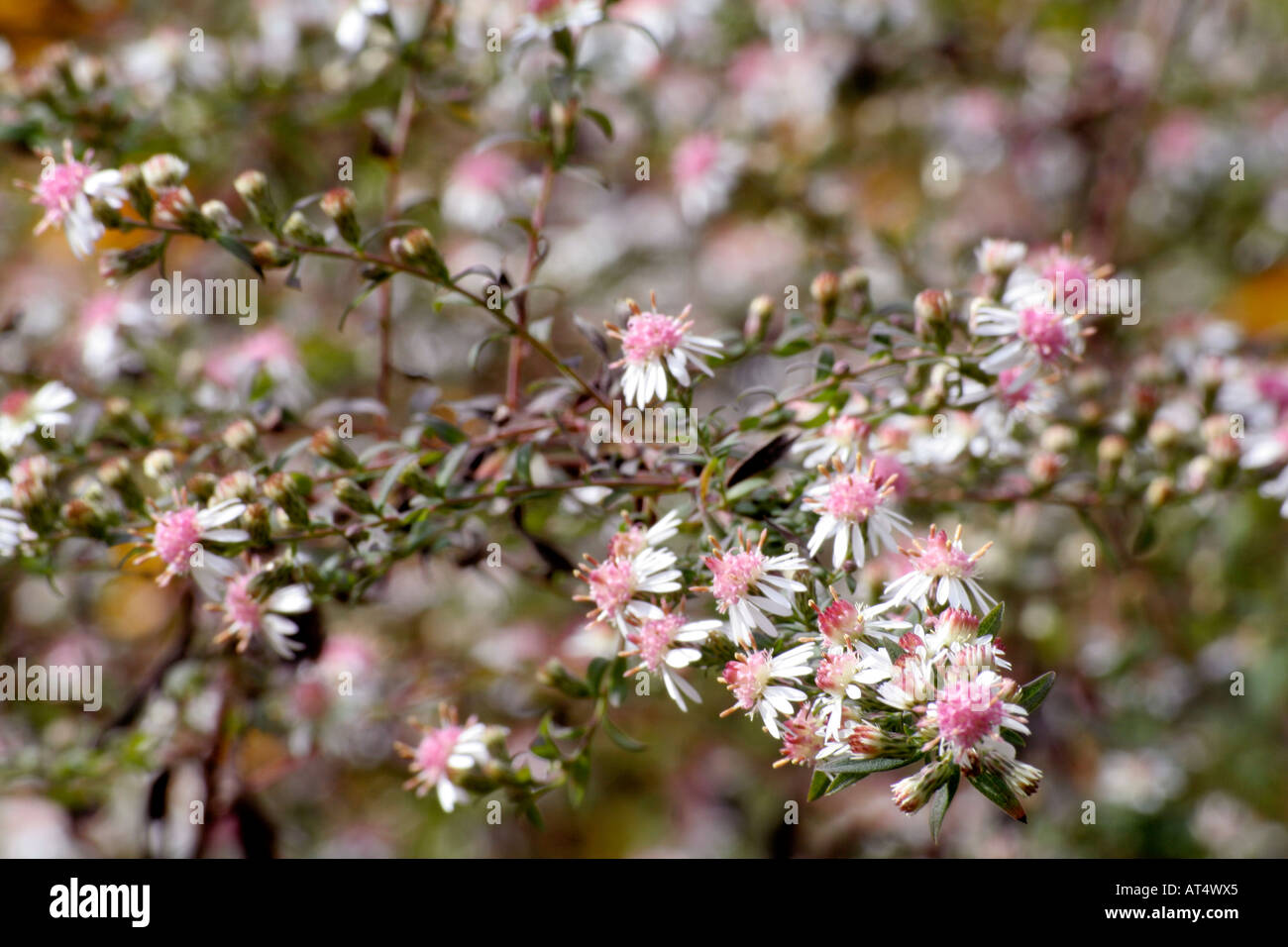 Aster lateriflorus Lady in Black during October Stock Photo