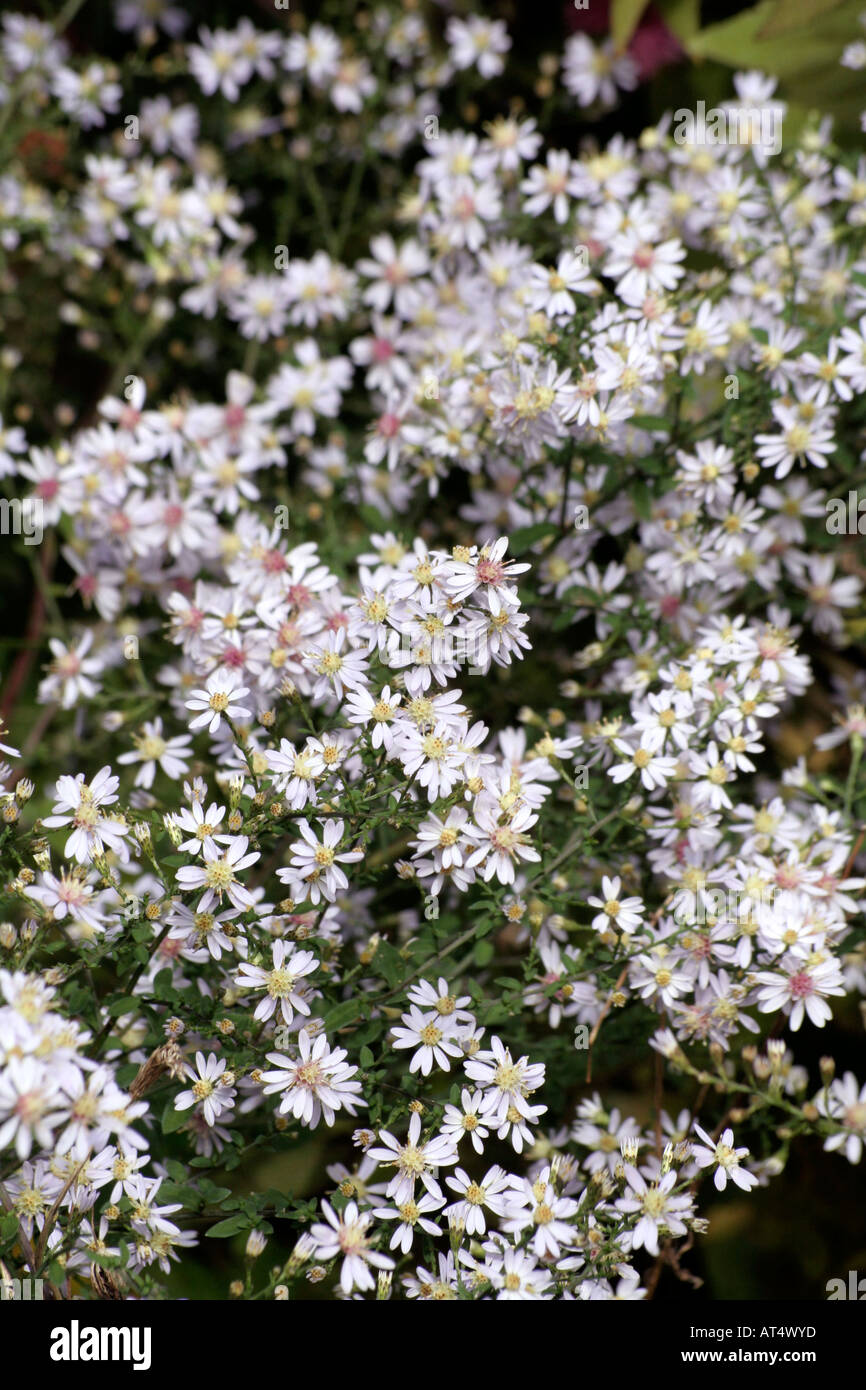 Aster cordifolius elegans is mildew free and has dense sprays of almost white small daisies in October Stock Photo