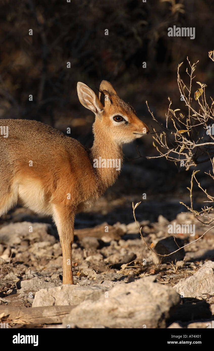 Kirk s Dikdik Madoqua kirkii Etosha Namibia Stock Photo - Alamy